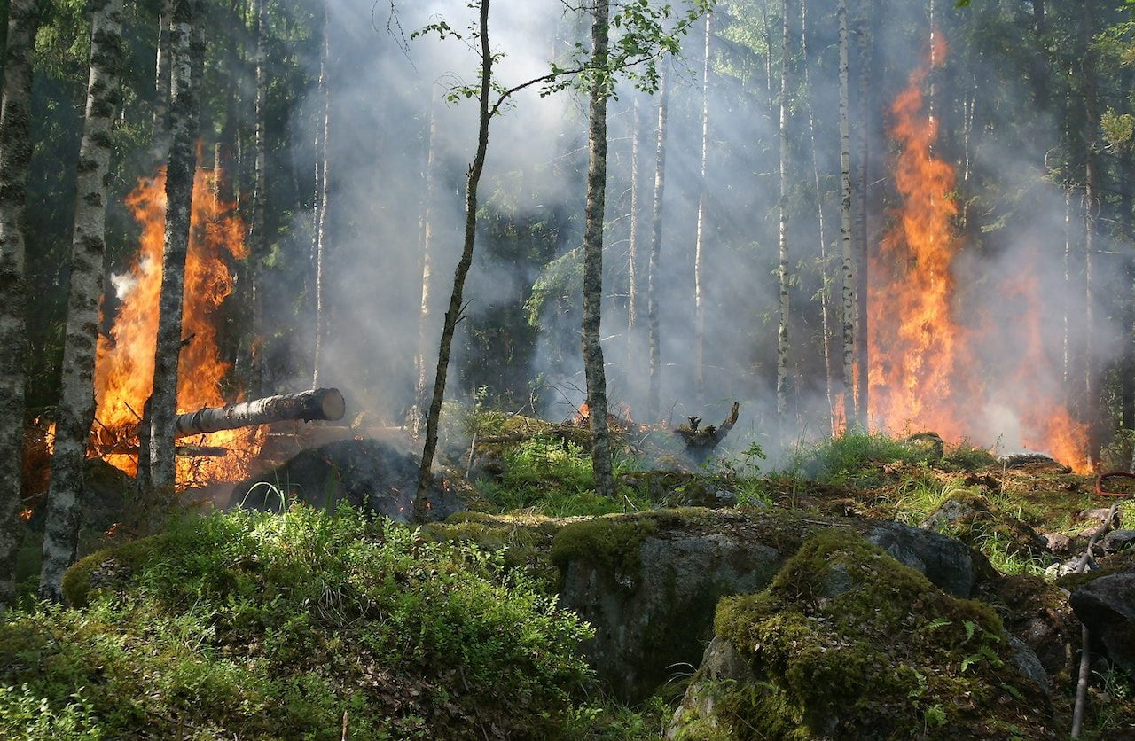 Canicule et incendie : le feu ravage tous les continents