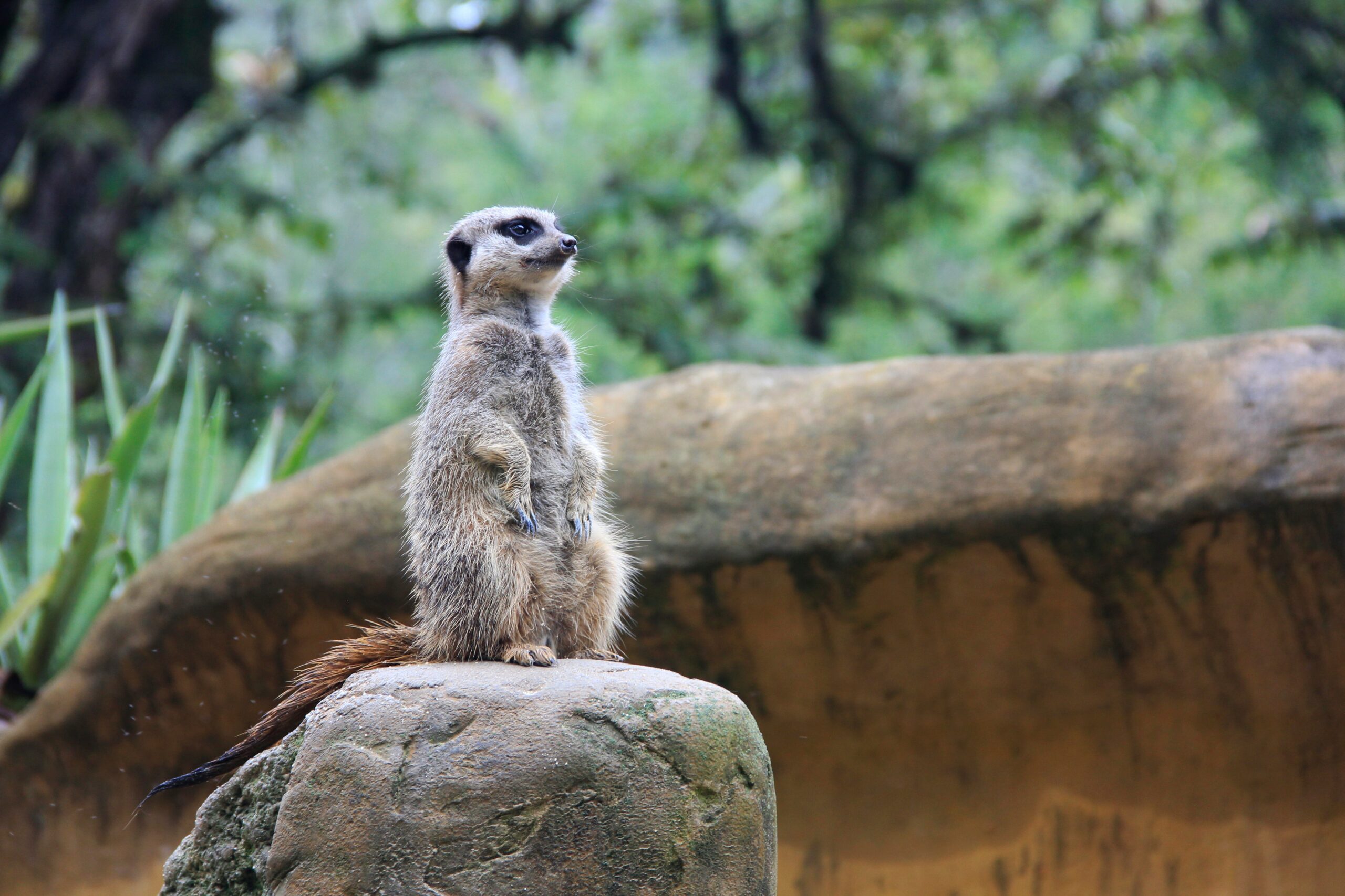 Parqueadero Zoológico De Cali, Valle del Cauca, Colombia