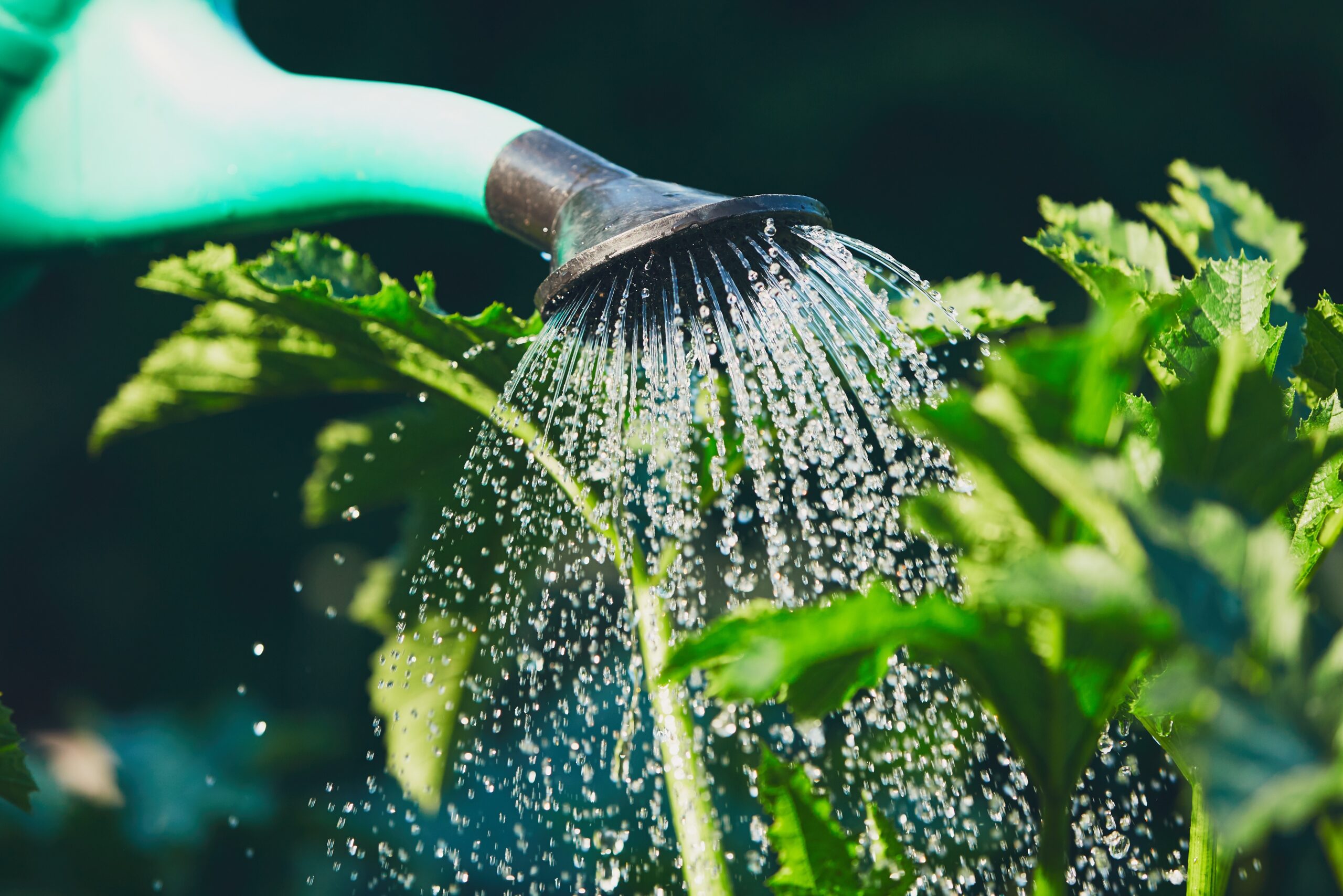 eau grise utilisée pour arroser ses plantes