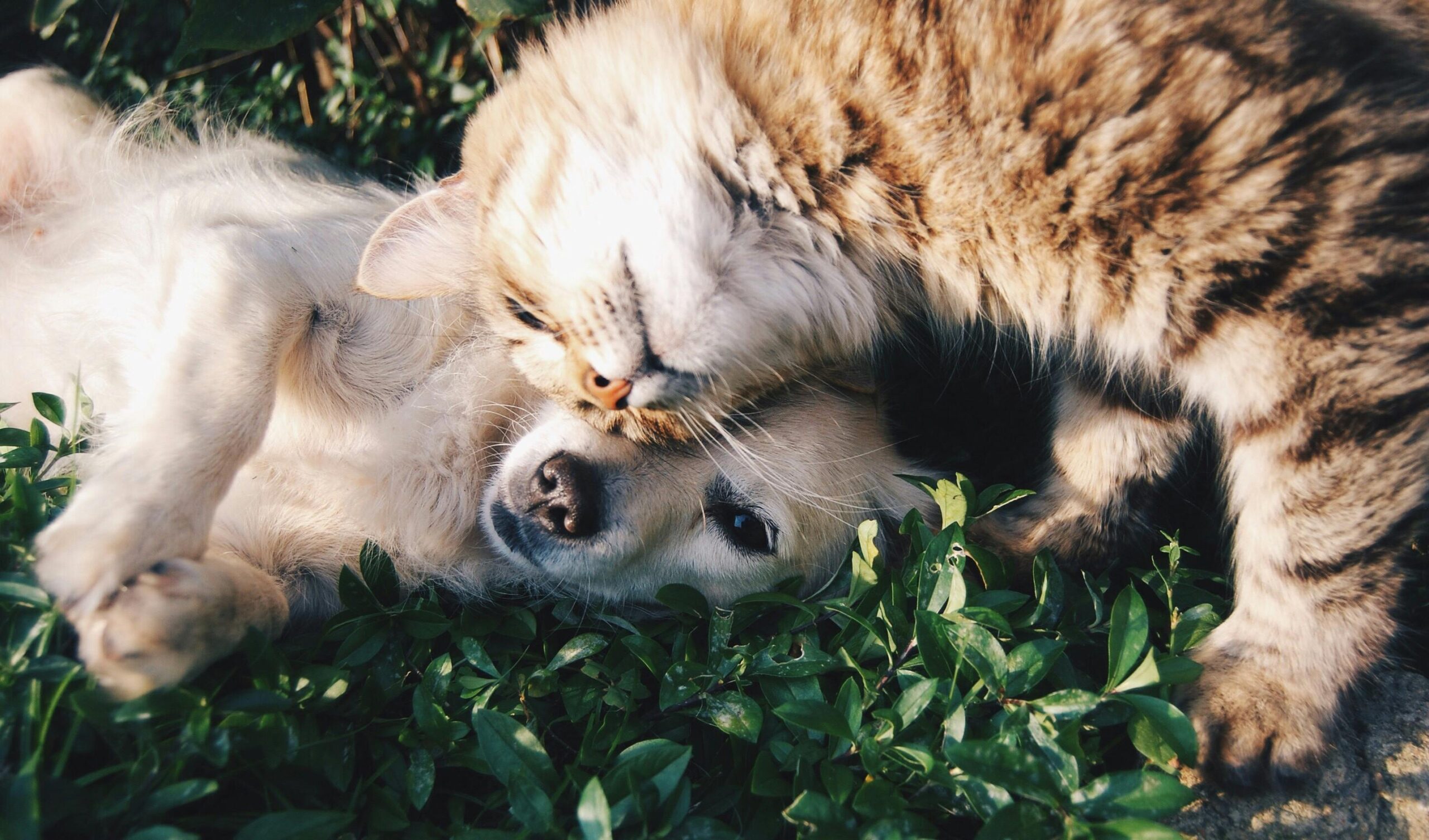 un chien et un chat qui se font un calin