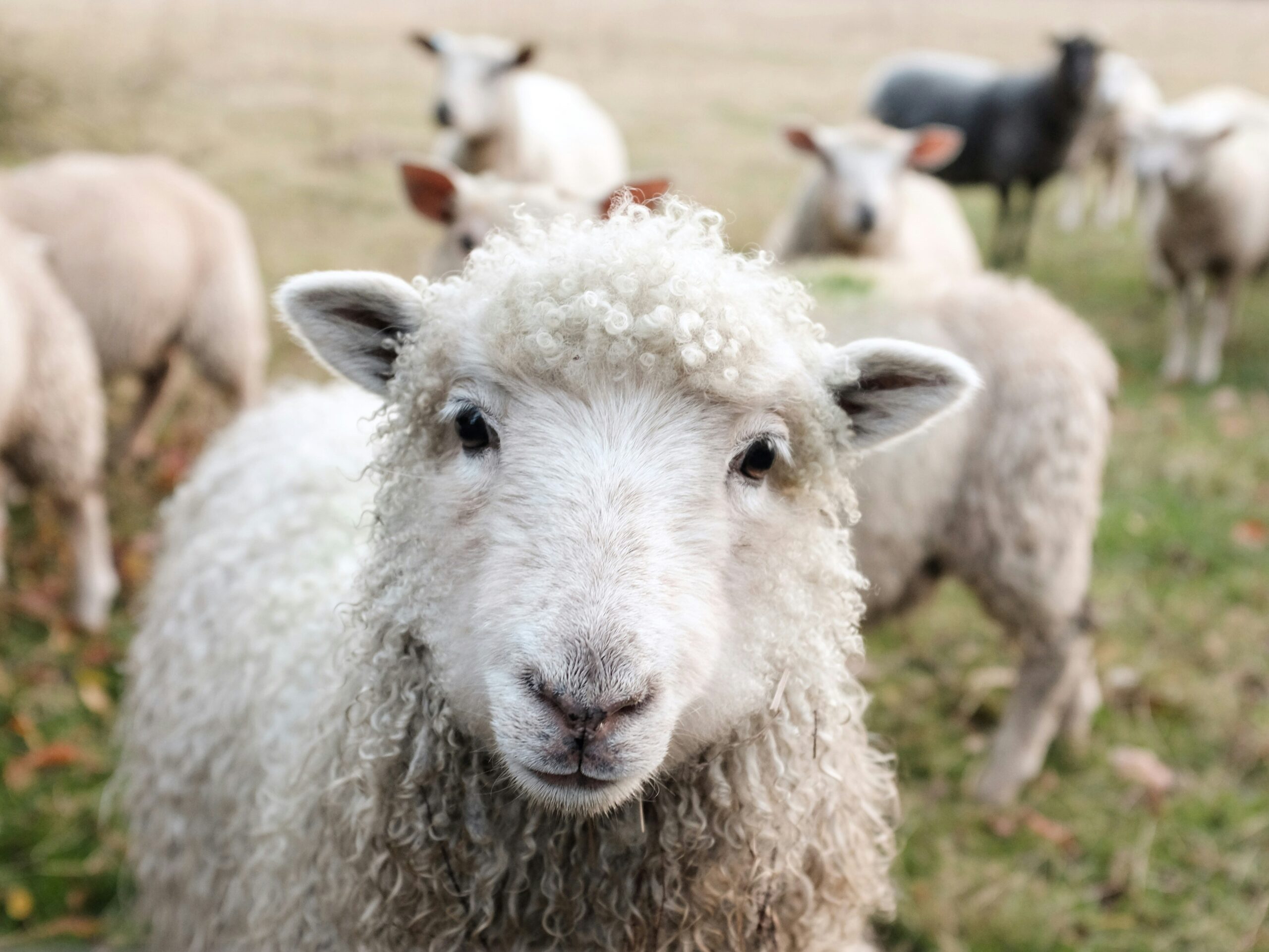 mouton