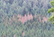 Scolytes en France : la crise ralentit, mais progresse en altitude