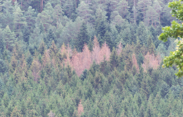 Scolytes en France : la crise ralentit, mais progresse en altitude