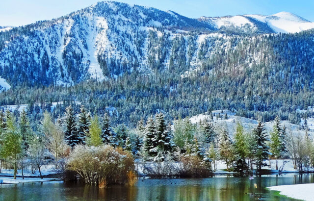 Arbres couverts de neige fraîche au bord d’un étang à Old Mammoth, dans la Sierra Nevada californienne, lors d’une chute de neige printanière