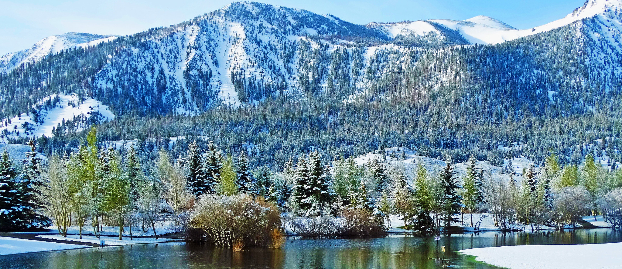 Arbres couverts de neige fraîche au bord d’un étang à Old Mammoth, dans la Sierra Nevada californienne, lors d’une chute de neige printanière